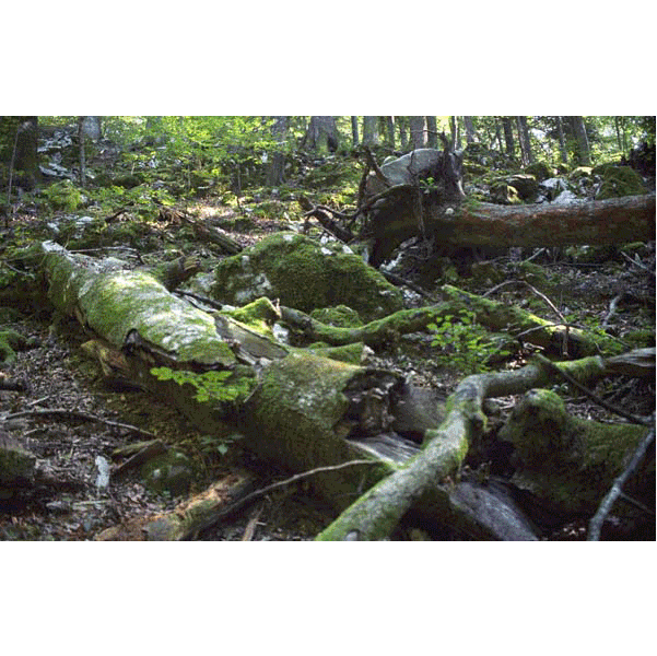 forests timeline
